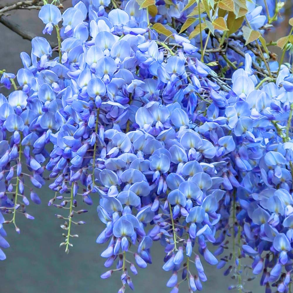 2 Blue Wisteria Plant Live, 2.5 Inch Pot Size, Well-Rooted Flowering Plant, Low Maintenance Ornamental Vine for Sunny Outdoor Spots