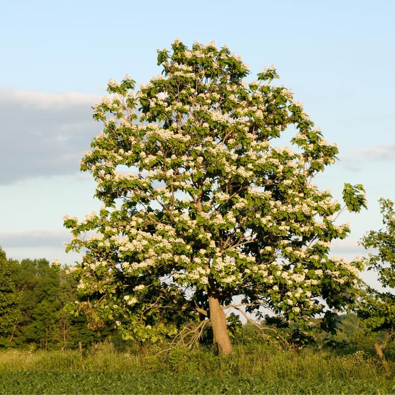 5 Catalpa Tree Live Plants – Fast-Growing Outdoor Trees with Heart-Shaped Leaves | 6–12 Inch Hardy Saplings | Fragrant White Flowers