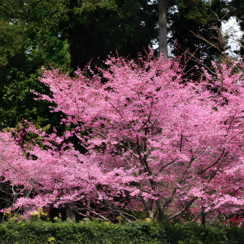 Okame Cherry Tree Live Plant, 6-12 Inch Tall Starter Plant, Japanese Cherry Blossom Tree, Easy Care Flowering Tree for Planting Outdoors