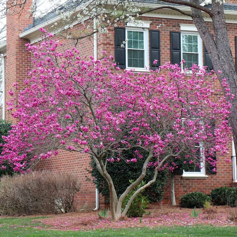 2 Live Ann Magnolia Tree Plants | 8-12 Inch Bare Root Seedlings | Low Maintenance Flowering Deciduous Shrub | Robust Well-Rooted Plants