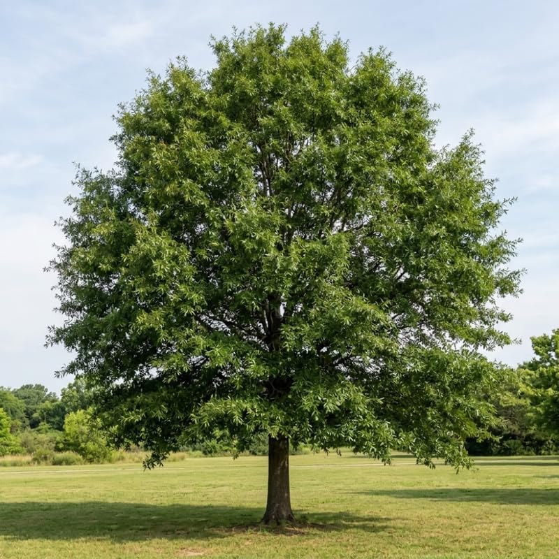 Willow Oak Tree, Well-Rooted Quercus Phellos in Quart Pot, 12-18 Inch Tall, Cold-Hardy Shade Tree for Home Landscapes