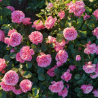 Pink Climbing Roses Live Plant 10-14" Tall in Large Pot, Heirloom Climbing Rose Bush, Fragrant High-Yielding Perennial Flowering Vine for Trellis & Fence