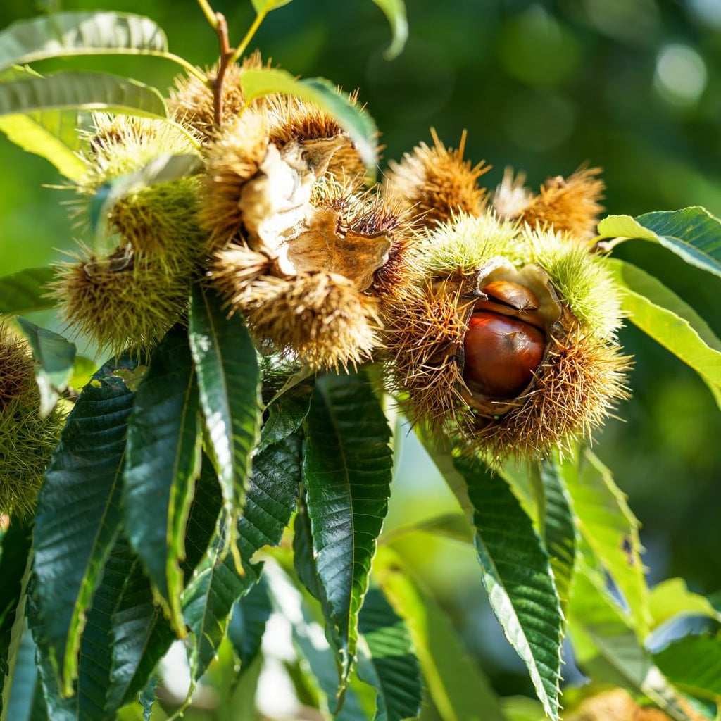 Chestnut Tree Live Plant, 6-10" Tall, Sturdy Cold-Hardy Shade Tree for Edible Landscapes - Sweet Roasting Chestnuts & Broad Canopy for Home Gardens