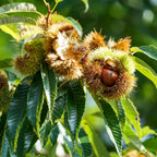 Chestnut Tree Live Plant, 6-10" Tall, Sturdy Cold-Hardy Shade Tree for Edible Landscapes - Sweet Roasting Chestnuts & Broad Canopy for Home Gardens