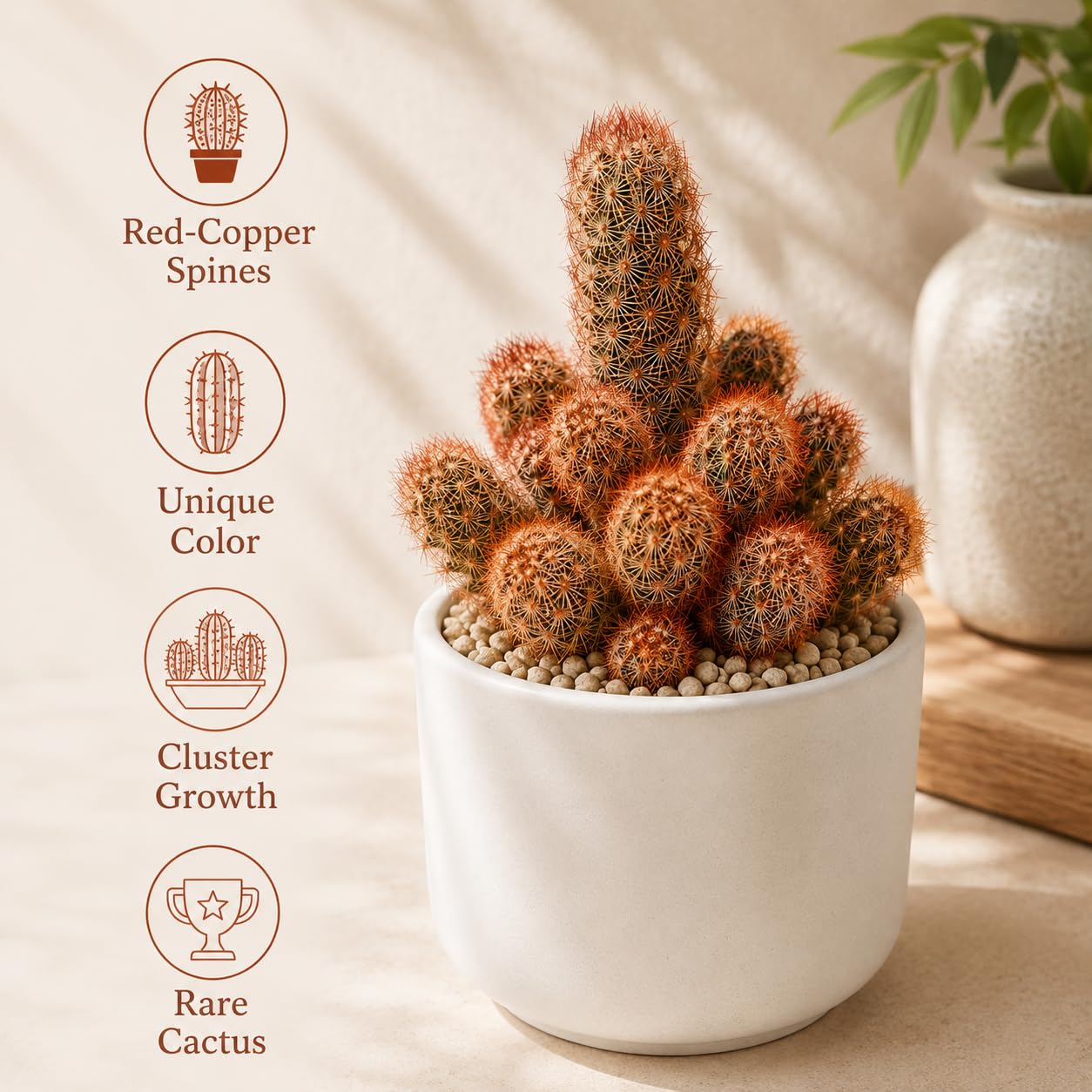 Gymnocalycium Horstii Green Tomato Cactus Plant Live, 4" Pot, Fully Rooted, Easy Care, Unique Ornamental Live Succulent Plant for Home, Office & Indoor Displays