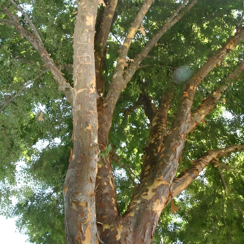 10 Chinese Elm Trees for Planting | Fast-Growing Cold Hardy Elm Tree for Landscaping | 1-2 Ft Tall Live Tree for Yard, Garden & Windbreaks