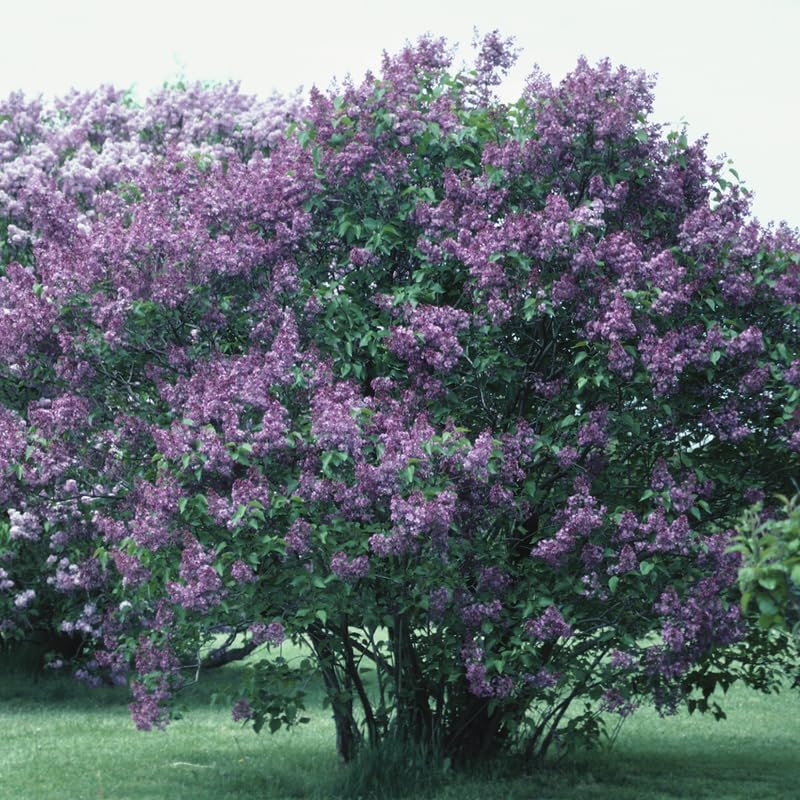 Miss Kim Lilac Bush Live Plant in Quart Pot, Fast Growing Korean Lilac Tree, Fragrant Flowering Shrubs for Garden Landscaping