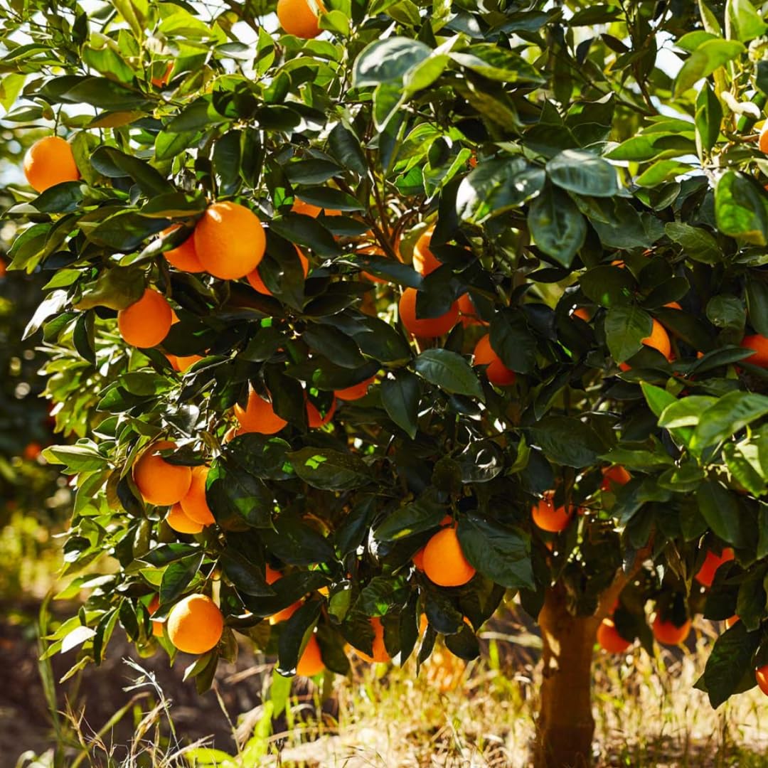 Hamlin Orange Tree for Planting | 2.5–3 Ft Live Citrus Plant | Easy-Grow Edible Fruit Tree for Home Gardens & Patios | No Ship to CA,HI,AK