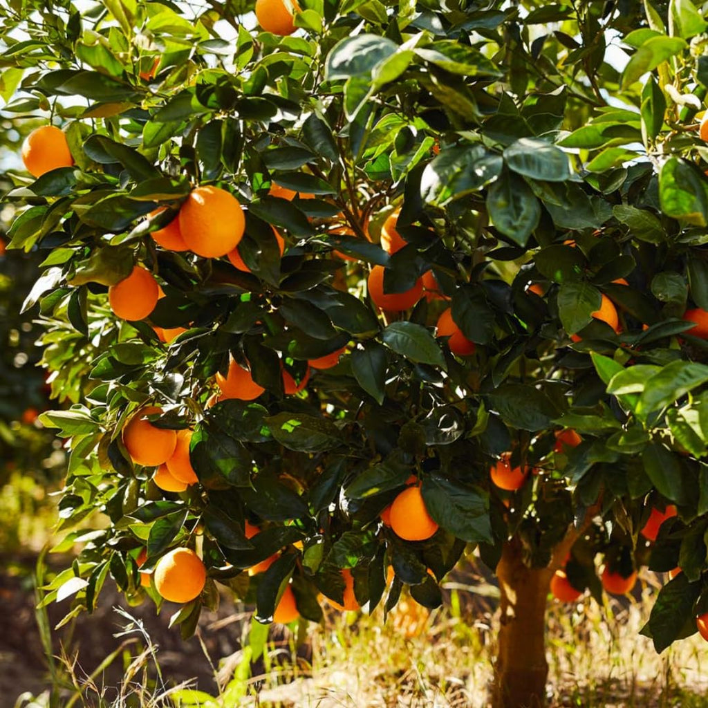 Hamlin Orange Tree for Planting | 2.5–3 Ft Live Citrus Plant | Easy-Grow Edible Fruit Tree for Home Gardens & Patios | No Ship to CA,HI,AK