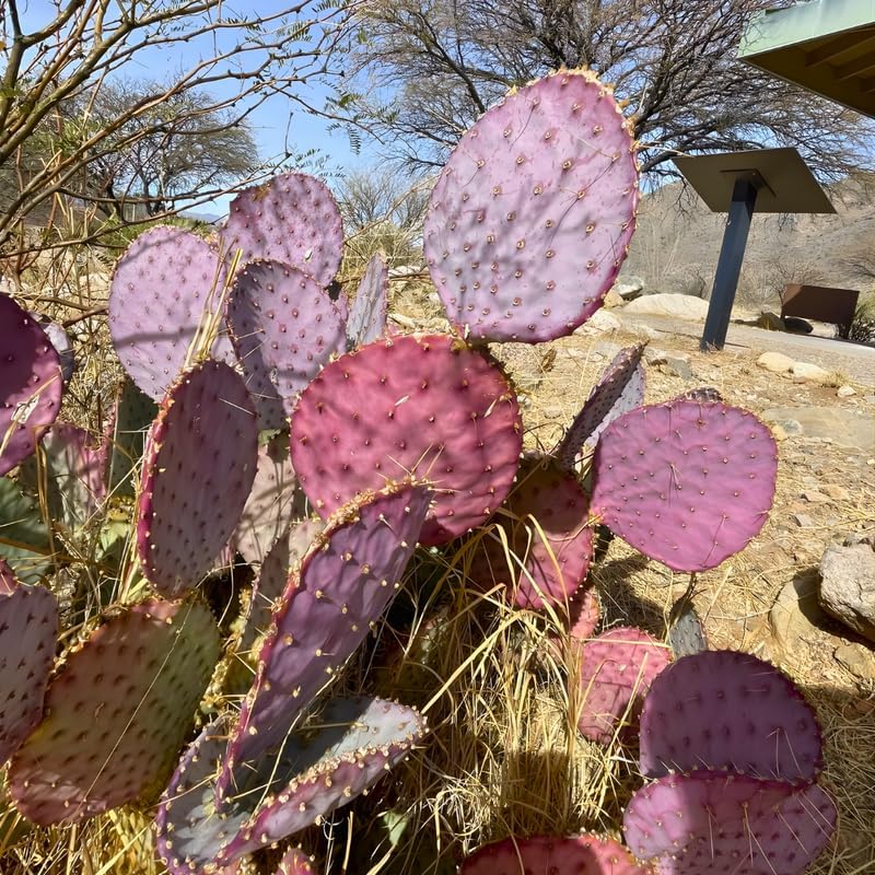Opuntia Santa Rita Purple Prickly Pear Cactus Live Plant | Live Purple Cactus in 3 Inch Pot | Drought-Tolerant Desert Cactus for Indoor & Outdoor Use, Landscaping, Rock Gardens & Container Planting