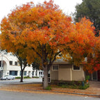 2 Chinese Pistache Live Plants | 1-2 Feet Tall Bare Root Seedlings | Pistacia Chinensis Deciduous Shade Trees | Vibrant Fall Color Ornamental Tree
