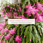 2 Orange Christmas Cactus Live Plant, 5-6 Inch Tall, Easy to Care Indoor Winter Houseplant for Office Desk and Patio Decor, Vigorous Live Holiday Plant