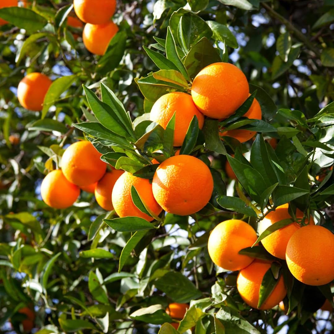 (No Ship to CA,HI,AK) Hamlin Orange Trees Live Plants| 1 Gallon Live Potted Citrus Plant | Sweet Juicy Fruit Tree for Indoor & Outdoor Spaces