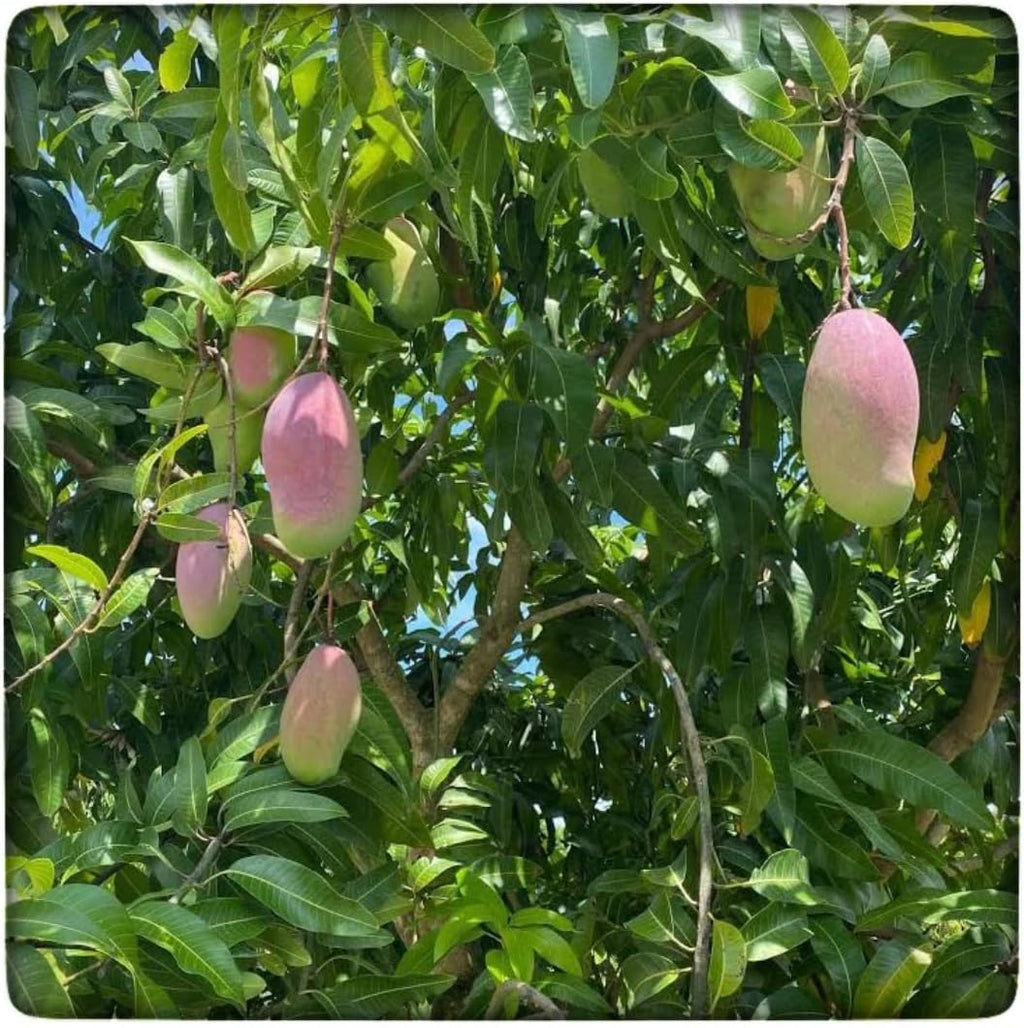 Grafted Valencia Pride Yellow Mango Plant 2.5–3 Ft | Live Mango Fruit Tree | Fast-Growing Tropical Variety for Outdoor Growing & Container Gardening | No Ship to CA,HI,AK