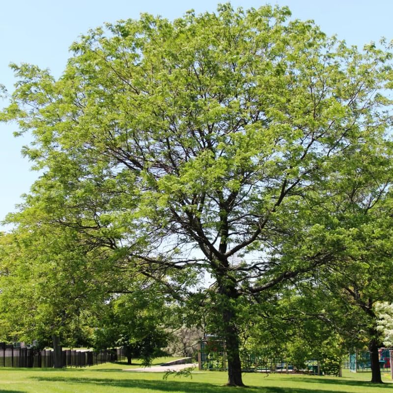 5 Live Black Locust Tree Plants – 6–12 Inch Tall | Hardy Fast-Growing Native Trees for Outdoor Planting