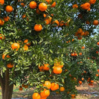 (No Ship to CA,HI,AK) Hamlin Orange Trees Live Plants| 1 Gallon Live Potted Citrus Plant | Sweet Juicy Fruit Tree for Indoor & Outdoor Spaces