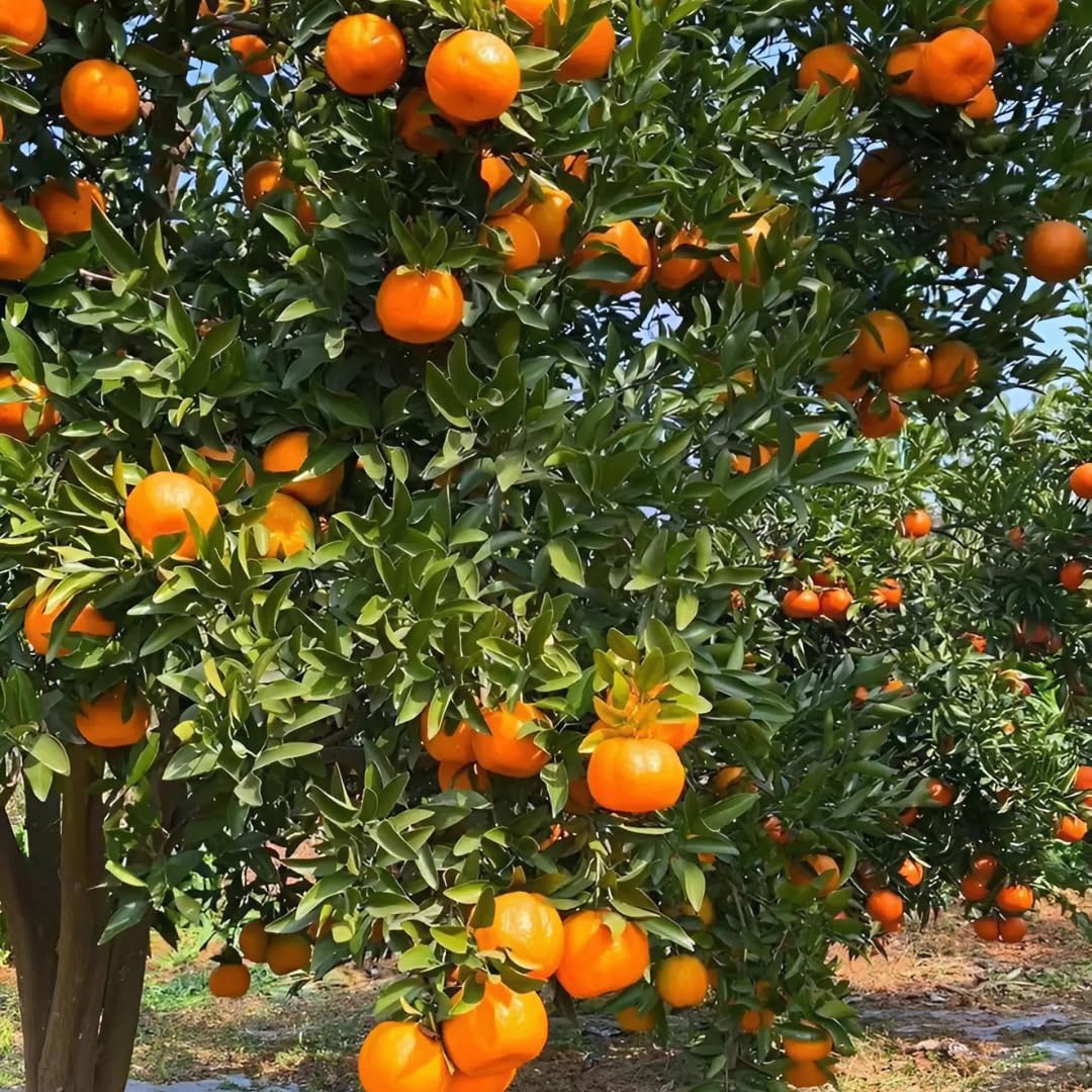 (No Ship to CA,HI,AK) Hamlin Orange Trees Live Plants| 1 Gallon Live Potted Citrus Plant | Sweet Juicy Fruit Tree for Indoor & Outdoor Spaces