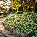 4 Asiatic Jasmine Minima Plants, 4-6 Inch Tall, Fast Growing Ground Cover Plant, Grow Robust Dense Foliage Carpet for Landscape