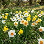 100 Wild Daffodil Bulbs, Well-Rooted Buttercup Bulbs, Vigorous Growth Habit with Showy Trumpet Blossoms for Home Landscapes