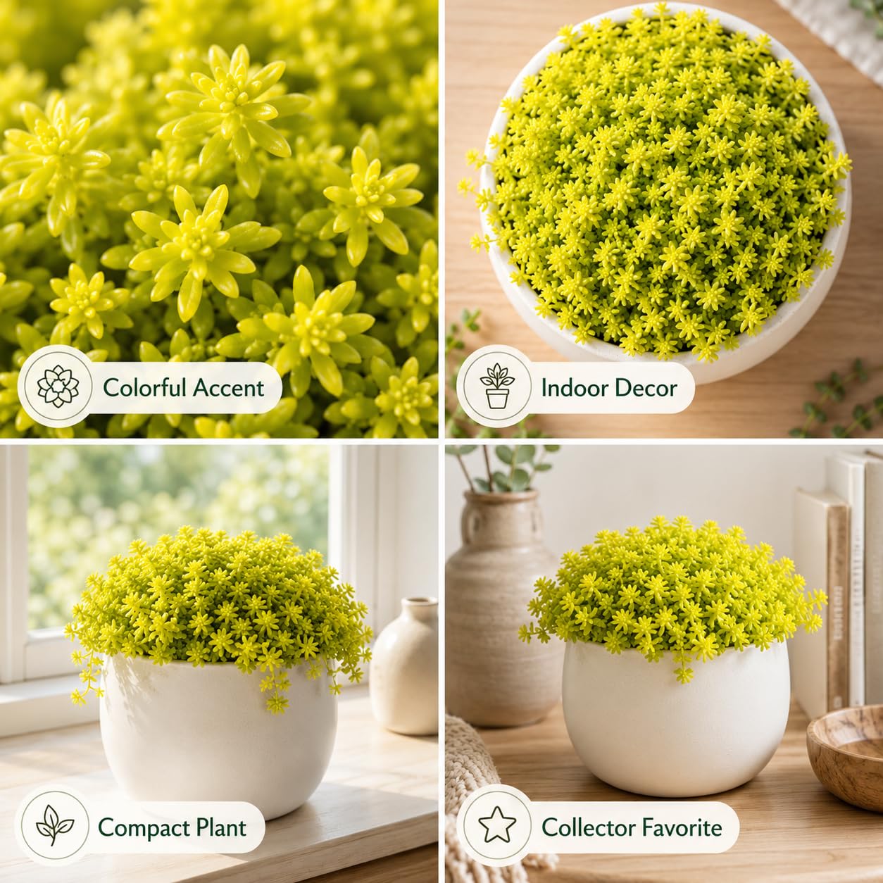 Sedum Dasyphyllum Major Succulent Plant, 4 Inch Pot Sedum Plant Live, Fully Rooted, Drought-Tolerant, Low Maintenance Indoor Houseplant, Ideal for Home & Office Décor & Gifts