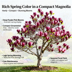 Star Magnolia Tree, 12-18 Inch Tall in 1 Gallon Pot, White Flowering Deciduous Shrub for Backyard and Garden Rows