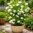 2 Jasmine Plant Live, 4 Inch Tall Belle of India Jasmine Vine Plant Live, Low Maintenance, Lush Tropical Plant with Sweet-Scented White Flowers, Ideal for Indoor and Outdoor Space