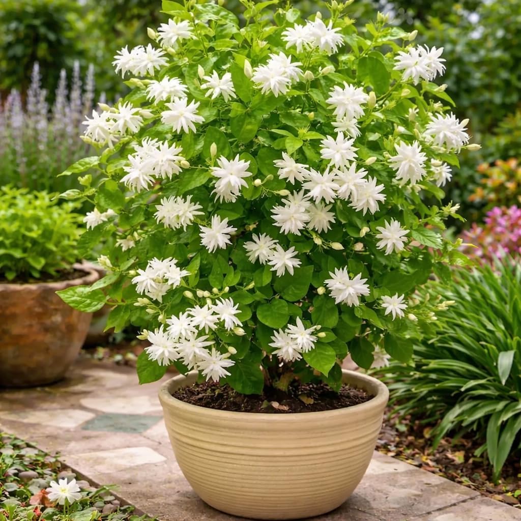 2 Jasmine Plant Live, 4 Inch Tall Belle of India Jasmine Vine Plant Live, Low Maintenance, Lush Tropical Plant with Sweet-Scented White Flowers, Ideal for Indoor and Outdoor Space