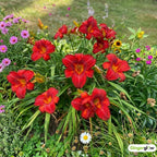 6 Red Volunteer Daylily Plant Bare Root Fans, Long-Lasting Daylilies, Fast Growing Perennial Flowers for Borders, Containers, and Landscaping
