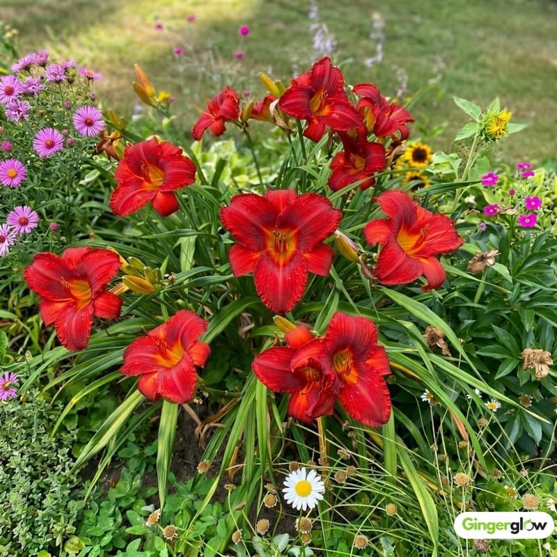 6 Red Volunteer Daylily Plant Bare Root Fans, Long-Lasting Daylilies, Fast Growing Perennial Flowers for Borders, Containers, and Landscaping
