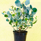 Baby Blue Eucalyptus Live Plant in 2.5 Inch Pot | Live Eucalyptus Plant Indoor or Outdoor | Elegant Compact Growth | Ideal for Patio Pots, Entryways & Home Styling