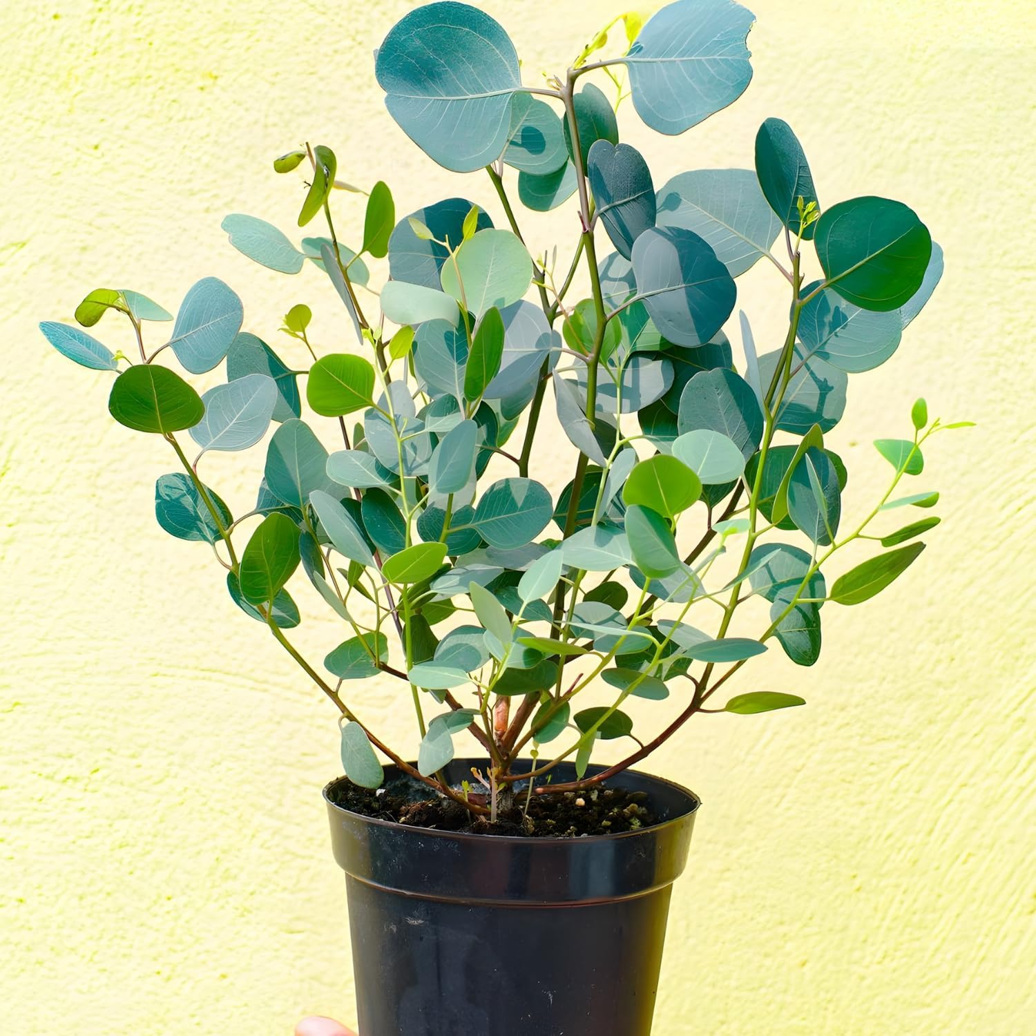 Baby Blue Eucalyptus Live Plant in 2.5 Inch Pot | Live Eucalyptus Plant Indoor or Outdoor | Elegant Compact Growth | Ideal for Patio Pots, Entryways & Home Styling