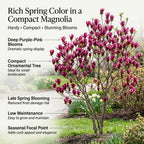 Ann Magnolia Tree Live, 12-18 Inch Tall in 2.5 Inch Pot, Low Maintenance Fragrant Multi-Petal Flowering Shrub for Small Yards and Focal Points