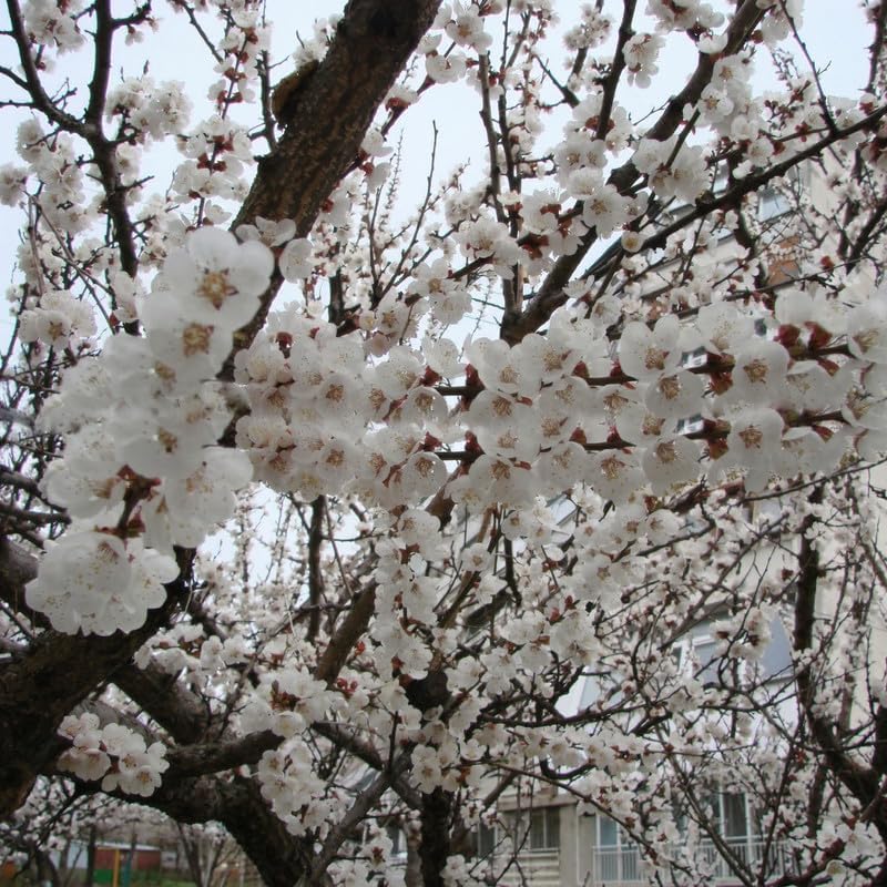 2 Snowgoose Cherry Blossom Tree Plant, 6-12 Inch Tall, Easy Care, Hardy Ornamental Flowering Cherry Tree, Ideal for Yard, Garden & Landscape