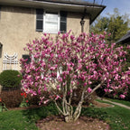 2 Live Ann Magnolia Tree Plants | 8-12 Inch Bare Root Seedlings | Low Maintenance Flowering Deciduous Shrub | Robust Well-Rooted Plants
