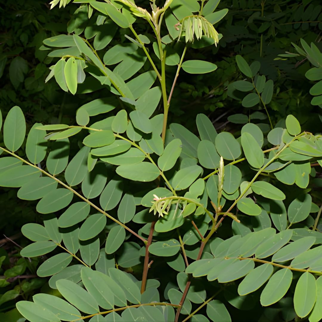 False Indigo Bush Live Plant 6-12 Inch | Amorpha fruticosa | Hardy Flowering Shrub with Deep Purple Spikes | Ideal for Pollinator Gardens & Landscapes