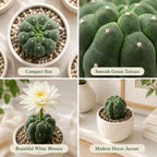 Gymnocalycium Horstii Green Tomato Cactus Plant Live, 4" Pot, Fully Rooted, Easy Care, Unique Ornamental Live Succulent Plant for Home, Office & Indoor Displays