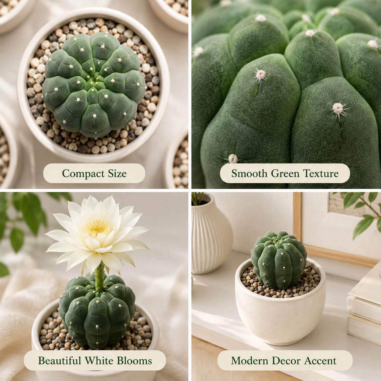 2 Live Cactus Plants Gold Ladyfinger Mammillaria Elongata, 4" Pot, Fully Rooted, Low Maintenance Rare Succulent Plant Live, Ideal for Succulent Collections & Indoor Décor