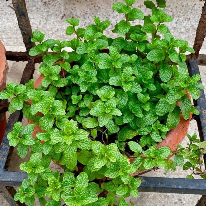Chocolate Mint Plants Live Outdoor and Garden, Mint Plants Live in 3-Inch Pot, Cold-Hardy Mint Herb for Patios, Containers, and Ground Cover