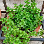 Chocolate Mint Plants Live Outdoor and Garden, Mint Plants Live in 3-Inch Pot, Cold-Hardy Mint Herb for Patios, Containers, and Ground Cover