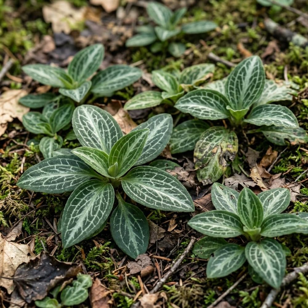 10 Rattlesnake Orchid Roots, Goodyera Pubescens, Low Maintenance Plant, Evergreen Perennial Orchid for Shady Gardens