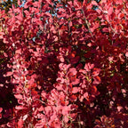 Purple Smoke Bush Plant, 4" Pot - 12-18 Inch Tall, Vigorous Growth Habit with Vibrant Red Autumn Leaves, Live Tree for Modern Landscapes