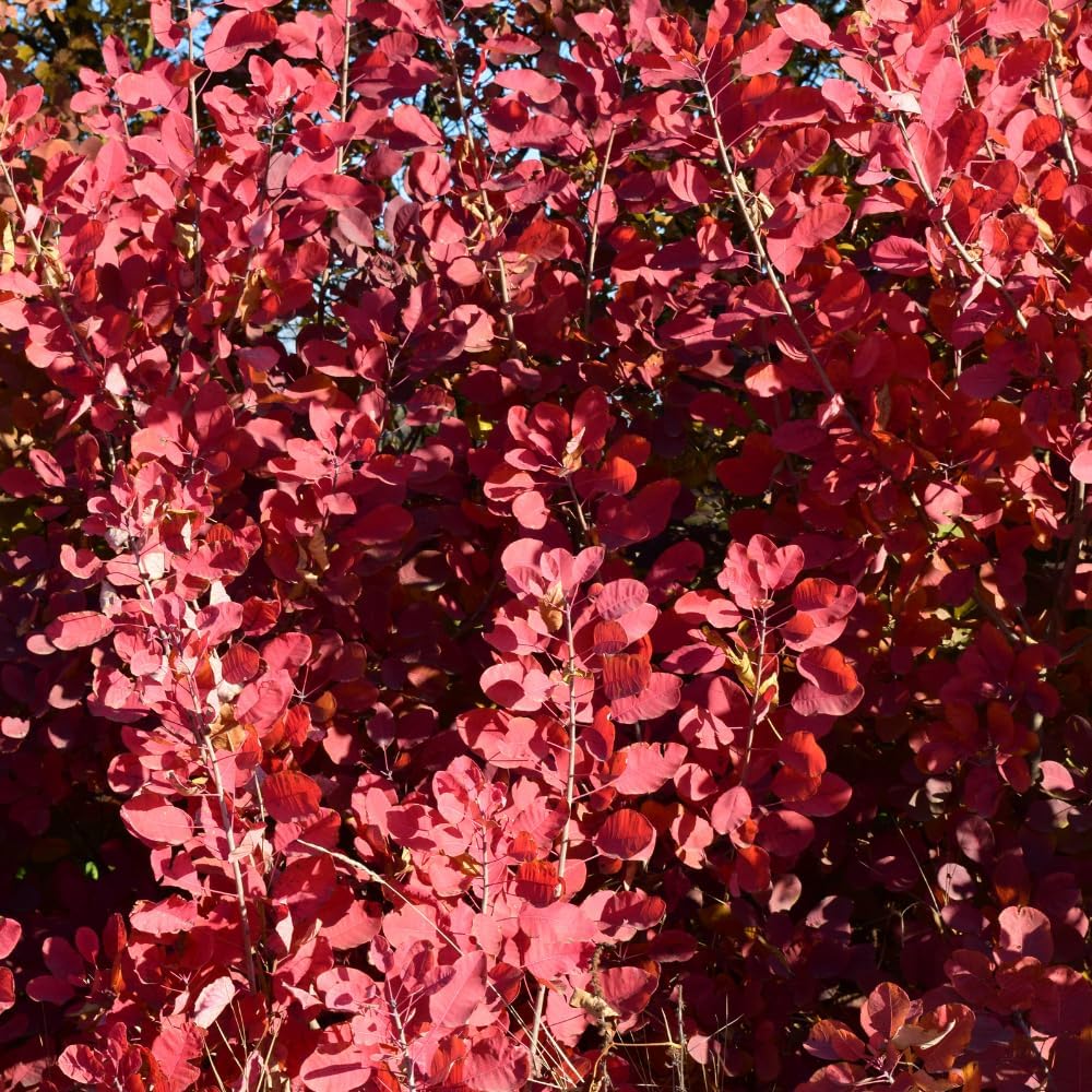 Purple Smoke Bush Plant, 4" Pot - 12-18 Inch Tall, Vigorous Growth Habit with Vibrant Red Autumn Leaves, Live Tree for Modern Landscapes