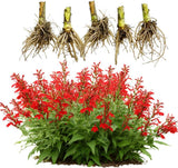 5 Red Cardinal Flower Roots, Easy to Grow, Fast Growing, Perennial Wildflower with Vibrant Blooms, Ideal for Garden Beds & Borders
