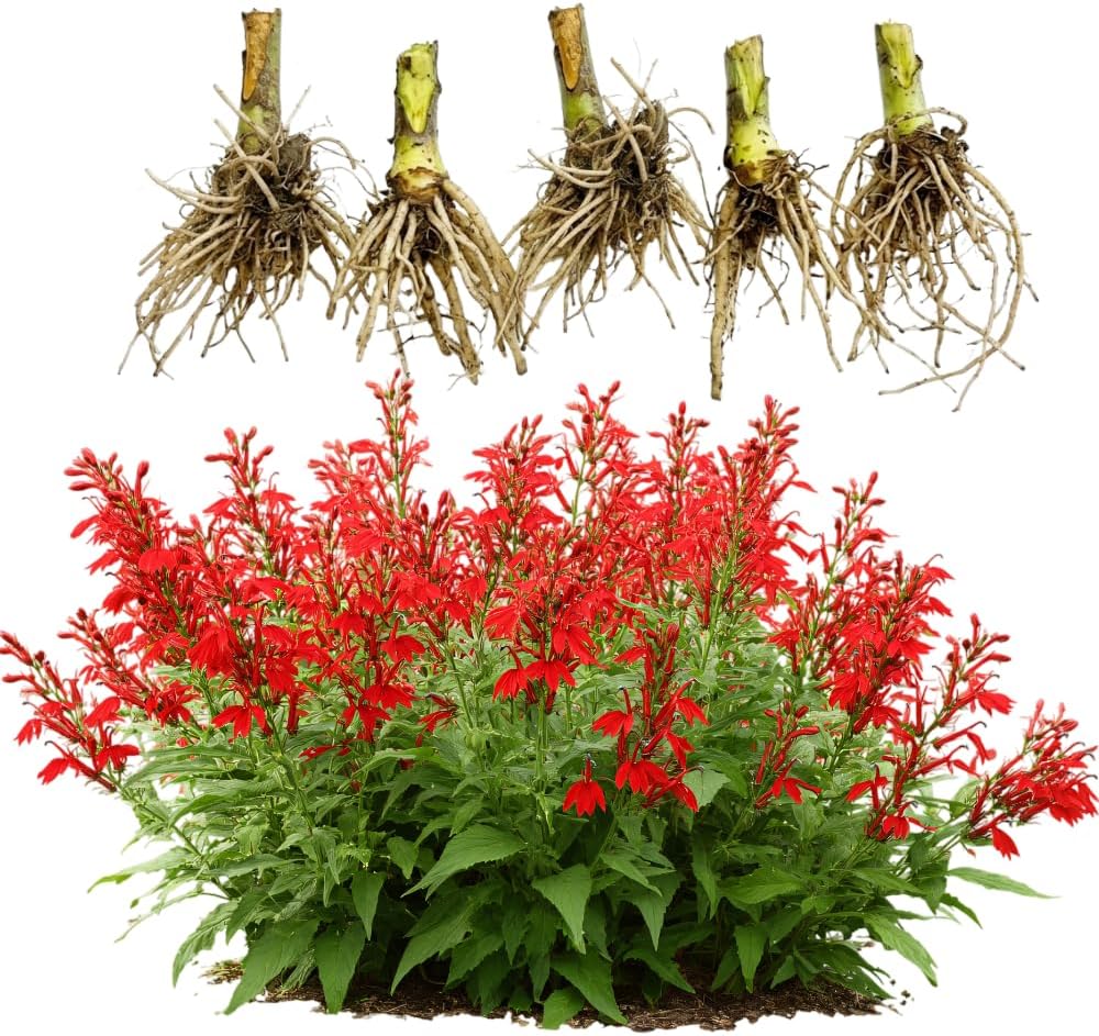 5 Red Cardinal Flower Roots, Easy to Grow, Fast Growing, Perennial Wildflower with Vibrant Blooms, Ideal for Garden Beds & Borders