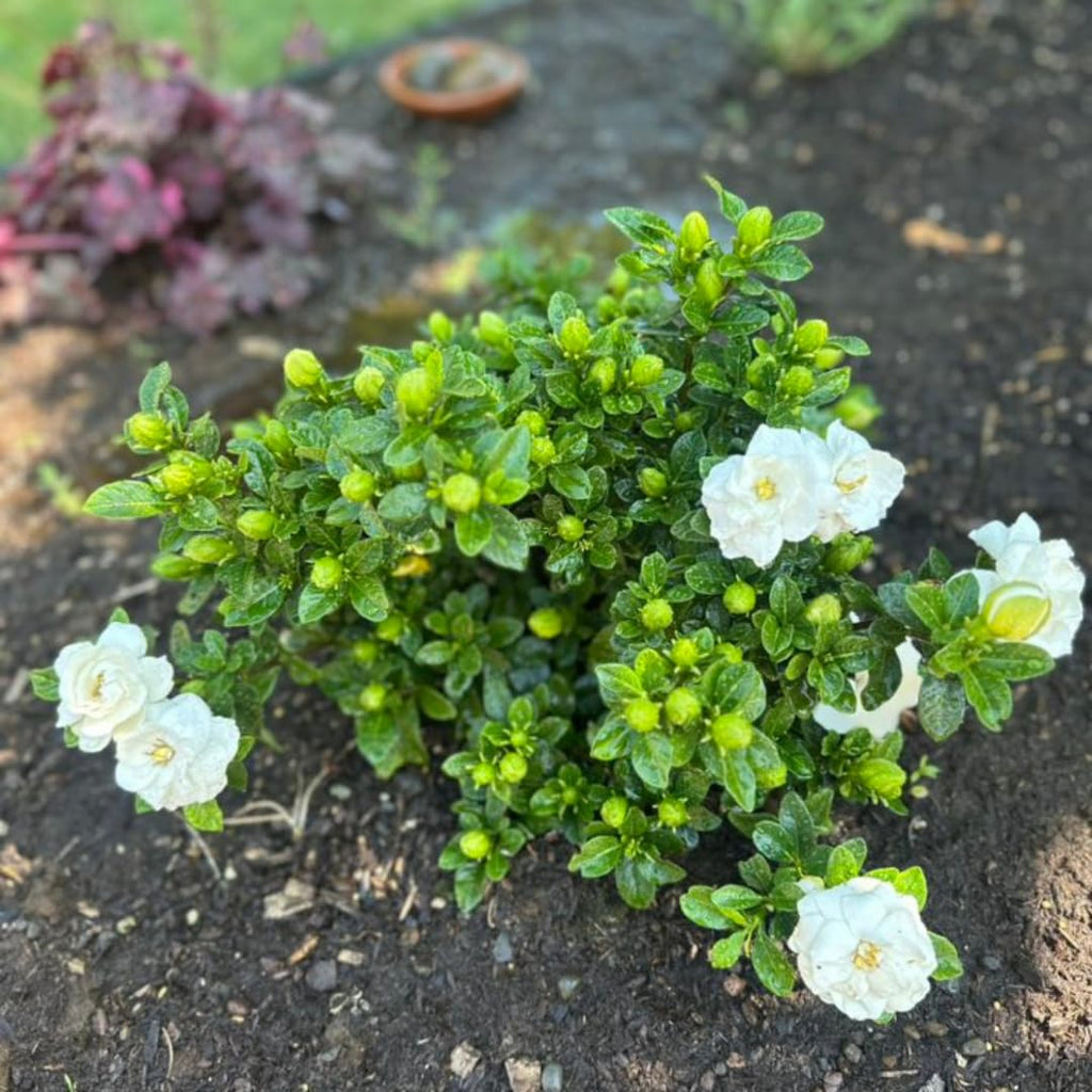 Belle of India Jasmine Plant Live | Size 4 to 5 Inch Tall | Housewarming Friendship Gifts for Women Best Friend Presents for Mom Birthday Gift for New Home