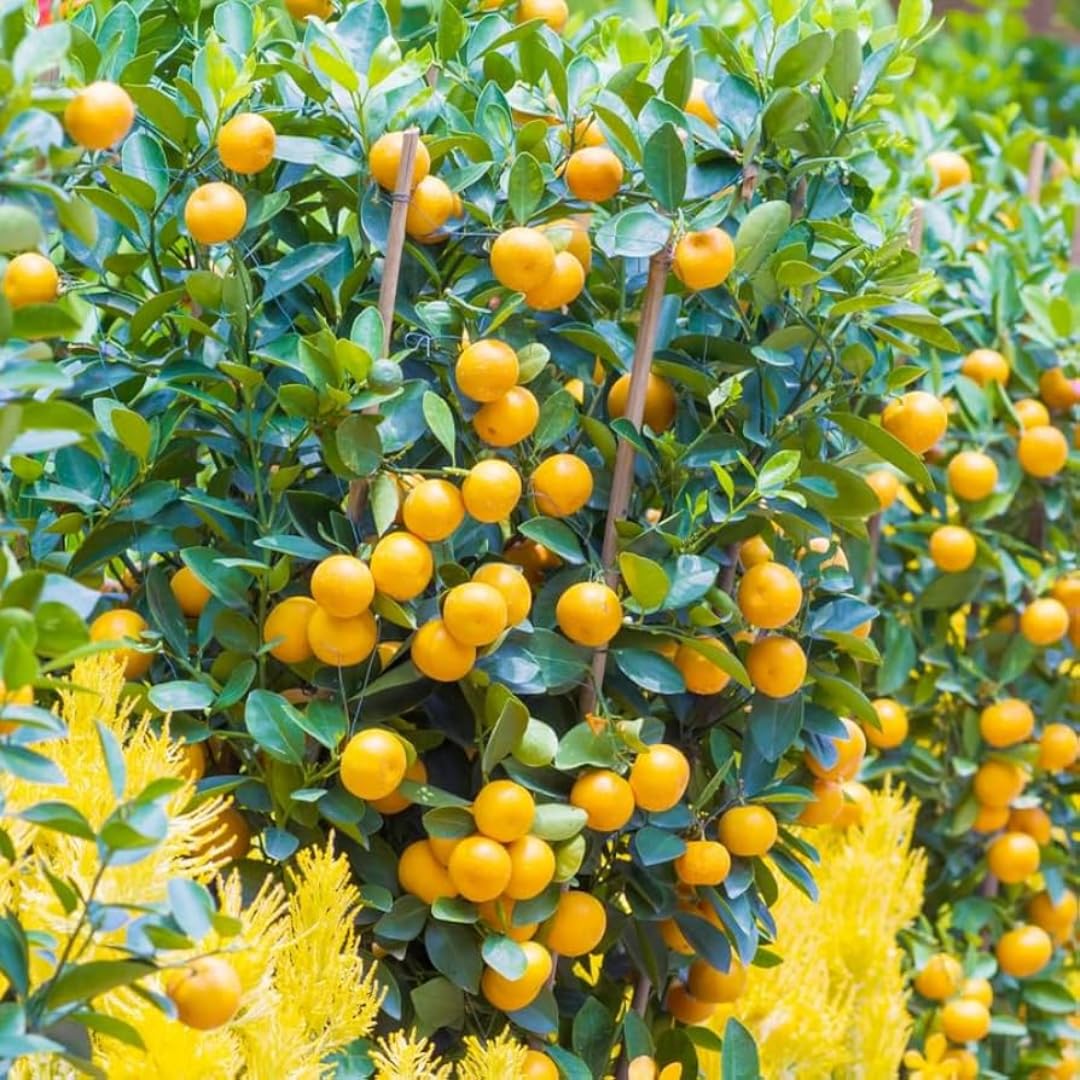 (No Ship to CA,HI,AK) Kishu Mandarin Oranges Tree Live Plant | 1 Gallon Live Potted Citrus Tree | Sweet Juicy Fruit for Cooking Juicing & Home Gardening