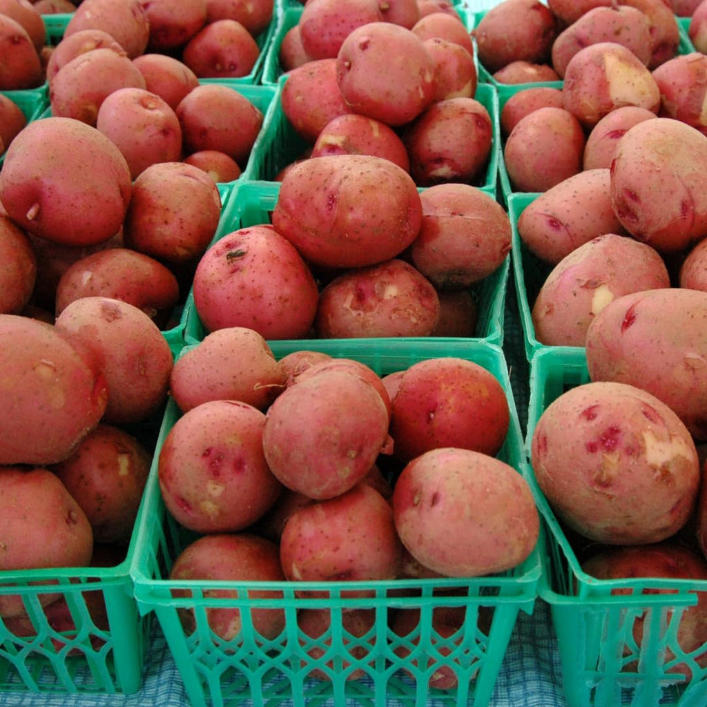 Seed Potatoes Mix - Red - Russet - Yukon Gold, 2 Lbs, Non GMO, Easy To Grow, Heirloom Potato Seeds for Planting Outdoors