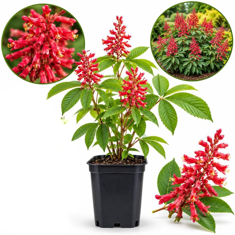 Dwarf Red Buckeye Tree, 6-12" Tall in 4 Inch Pot, Low Maintenance Outdoor Floral Shrub for Backyard and Patio