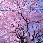 2 Weeping Cherry Blossom Tree Plant, 6-12 Inch Height, Low Maintenance Flowering Cherry Tree, Cherry Blossom Tree Live for Outdoor Gardens or Yard Landscaping