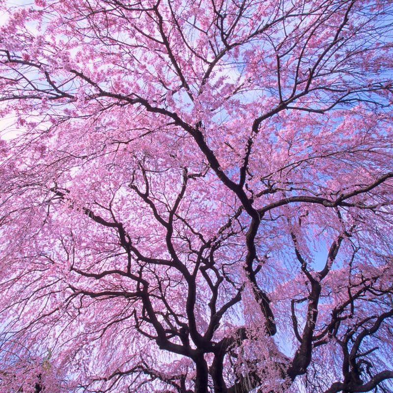 2 Weeping Cherry Blossom Tree Plant, 6-12 Inch Height, Low Maintenance Flowering Cherry Tree, Cherry Blossom Tree Live for Outdoor Gardens or Yard Landscaping